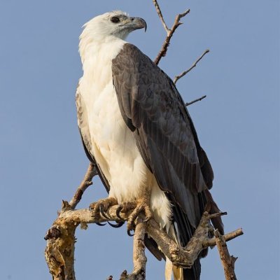 SmallCapEagle's profile picture. My tweets are worth every cent you didn't pay for them.