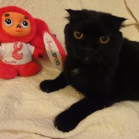 なかめのくまちゃん@質問アプリQuerie.me開発者 (@wgextra) 's Twitter Profile Photo