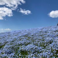 とぴこ (@topico14) 's Twitter Profile