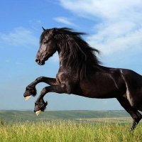 DARK.HORSE(@cutedarkhorse) 's Twitter Profile Photo