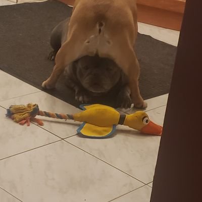 Oreostorm2007's profile picture. 