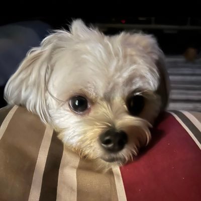 RBCG2019's profile picture. 