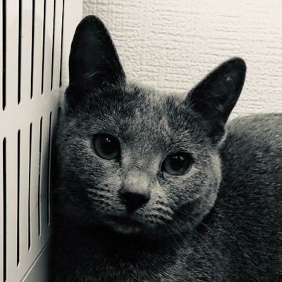 princess_mi3's profile picture. ついついごはんあげちゃって、ネコが太るの悩んでます！