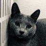 princess_mi3's profile picture. ついついごはんあげちゃって、ネコが太るの悩んでます！