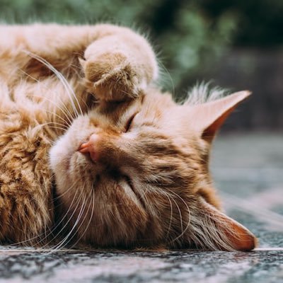 KUpoom's profile picture. needed a tranquil life. ทวีตแงวๆ 🤣/ บ่นภาษาไทย 🇹🇭 log in English 🇺🇸 e un po in Italiano🇮🇹 我不说汉语