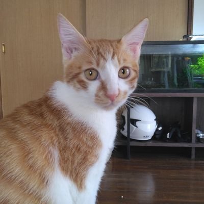 熱帯魚(コリドラス等)  メダカ・金魚と🐈‍⬛保護猫♂を飼ってるアクア歴30年の主婦🙂　若い頃 溶岩砂でピーシーズ レッドビー本に載ってる元🦐飼いです。あとはブログを見に行って♪ 
無言フォロバ失礼いたします🙇  YouTuberやブログの宣伝、鍵垢、ロム専、娘より年下はリムります👋