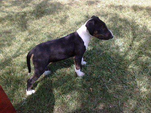 Valkannia's profile picture. 