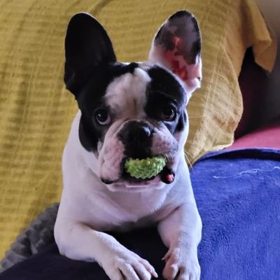 pedrosete's profile picture. 