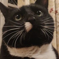 niall (@modulate) 's Twitter Profile