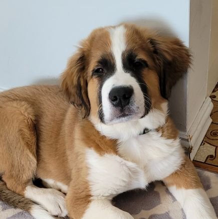 Stewstarington's profile picture. Proud Canadian Freedom Patriot.
🇨🇦♥️🇨🇦♥️🇨🇦♥️