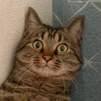 こむぎの飼い主 (@comnyan1125) 's Twitter Profile