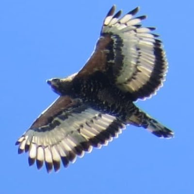 FlutterbysRFree's profile picture. I’m gatvol of these lying, thieving bastards #vokofANC