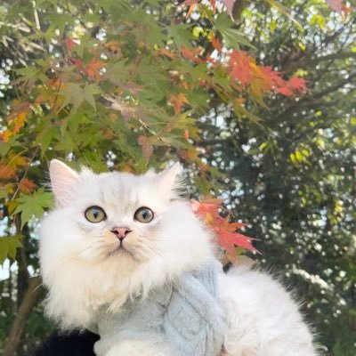Hi I’m Neu (ノイ), a Siberian cat. I’m a TSUNDERE prince of my world 🌎 My hobby is eating snacks 😻 please follow my Twitter and instagram ✌️ Meow 🐱