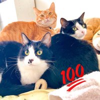 我が家の猫’s『kodou428』 (@kodou428) 's Twitter Profile