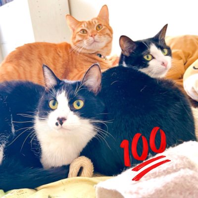 猫愛好家出品 小野一俊 على X: 