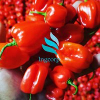 Ingcorp fruits and veg Uganda(@ingcorp_fruits) 's Twitter Profileg