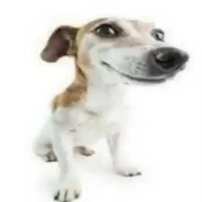 capyfanatic's profile picture. 18 | cod enthusiast