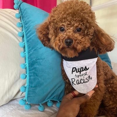 Hello🐶 My name is Carmelo and I am a 3 year old Toy Poodle. I am also a successful UGC creator and have partnered with multiple pet brands and businesses!