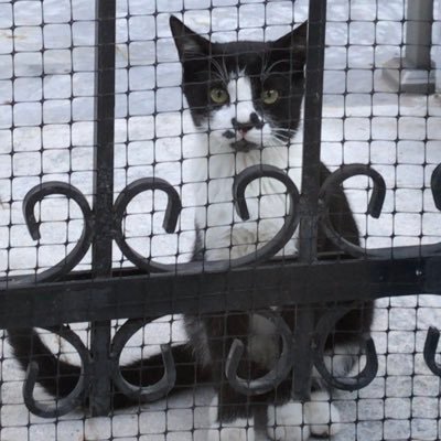 mehmetea08's profile picture. 