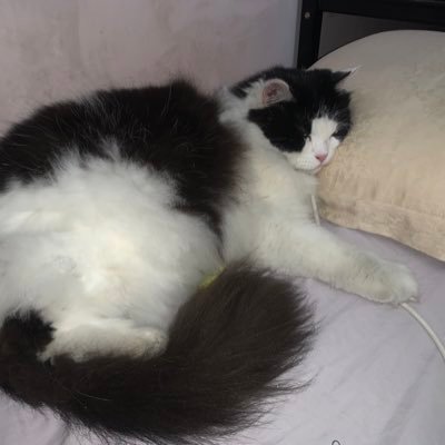 Testeryuhu's profile picture. 