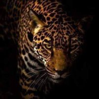 𝐵𝑖𝑙𝑎𝑙 𝑀𝑢𝑡𝑙𝑢 (@41sepetchily) 's Twitter Profile Photo 𝐵𝑖𝑙𝑎𝑙 𝑀𝑢𝑡𝑙𝑢 (@41sepetchily) 's Twitter Profile Photo