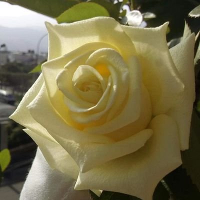 rosmar2329's profile picture. Químico por que no tengo físico...