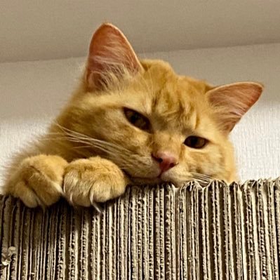 昨日から触り出したTwitter初心者です😓2022年7月12日スタート。 迷子の野良猫を引き取ってから猫中心の生活に☺️12月10日大阪城ホール 矢沢永吉さんのLiveに行きます‼️ 初の生Liveです😃