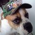 Bull Dog (@mikeb2376) Twitter profile photo Bull Dog (@mikeb2376) Twitter profile photo