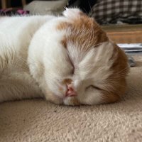 大塚 (@ha_ru8065) Twitter profile photo