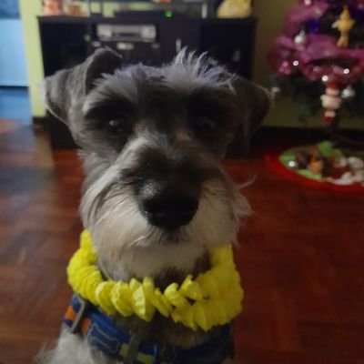 nespichanl's profile picture. Analista Programador