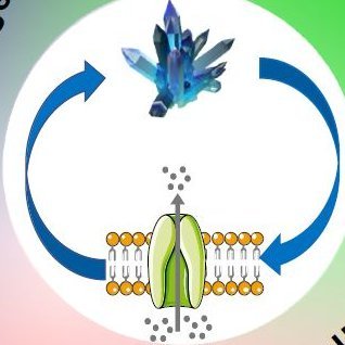 Research Team at @LP2M_Lab @CNRS_DR20 @Univ_CotedAzur
Ion #channels #transporters #rare disorders, ectopic #calcification #bone mineralization #pathophysiology