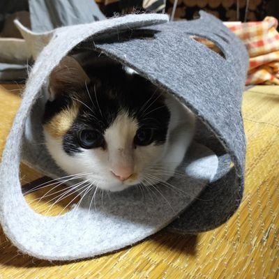 ゲームはリセット
お猫様の日常を気が向いたらつぶやくらしい