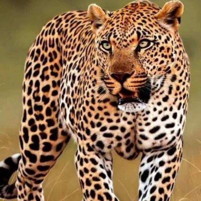 Benson11344925's profile picture. Of noble charachter and highly dependable