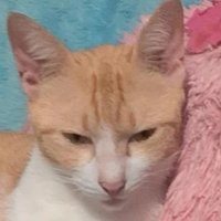 fishy pisces (@pahyseezn) 's Twitter Profile Photo