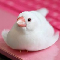 くみきち𓅫 (@sorako_momo) 's Twitter Profile Photo くみきち𓅫 (@sorako_momo) 's Twitter Profile Photo