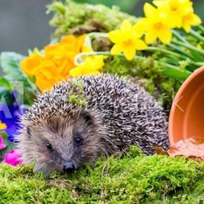 We are dedicated to the Awareness & Protection of Wild Hedgehogs.