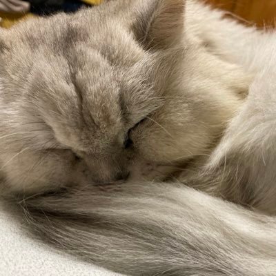 CarbonaraTai's profile picture. 浅野です。