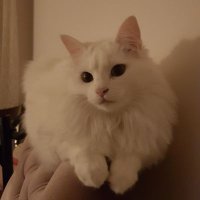 EN Neşe (@nesekayabas) 's Twitter Profile Photo