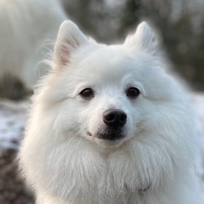 OrchestraDog Profile Picture