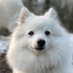 Sir Scooby & Luna Spitz (@OrchestraDog) Twitter profile photo