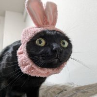 ぺぺ太 (@pepekurogoma) 's Twitter Profile
