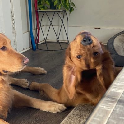 kingadanorth629's profile picture. NFT & Crypto Dabbler - Father of two golden retrievers | Valhalla #1238