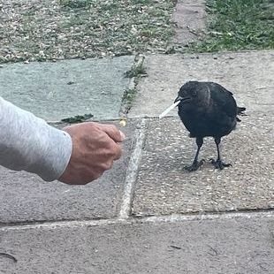 NarkotikKoh's profile picture. I make music to soothe my own demons, and occasionally to summon new ones. Audio Engineer by trade, chaos agent by hobby.