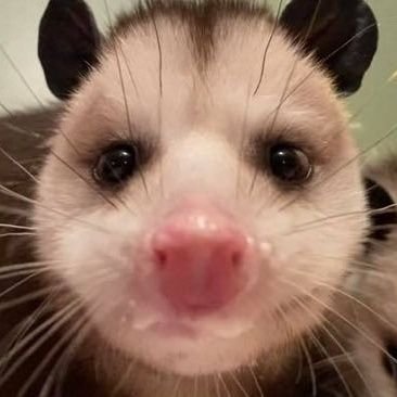 Possums every day||
DM For credit/removal/picture suggestions|| I have a ko-fi. If you want to support me, it would really help: https://t.co/zAgB7RA7Qs