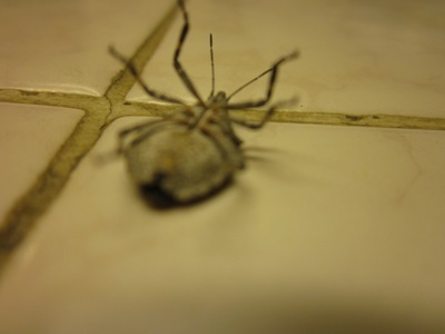 lythraat's profile picture. 