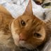 Catmom7 (@cas0026) Twitter profile photo Catmom7 (@cas0026) Twitter profile photo