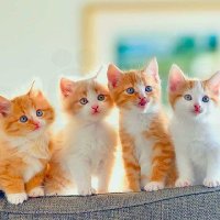 Love cats(@Lovecat17886512) 's Twitter Profile Photo