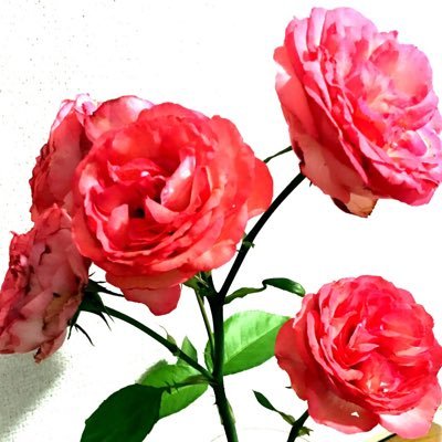 MAU university graduate /Artist/Flowerart/Writer/Calligraphy /cartoonist/artCreator/music/The past is a model＆actress
