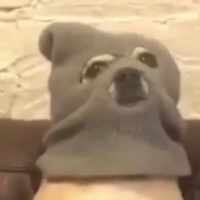 Amante de los gatos, los videojuegos y la lasaña.