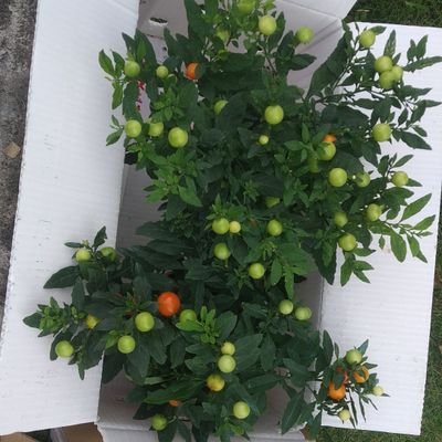 AbdulRo11181302's profile picture. mencari sesuat😘